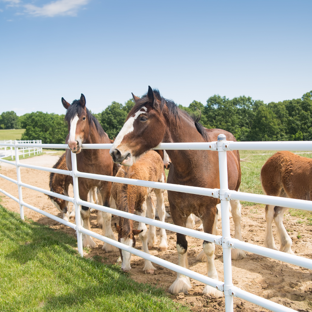 Anheuser-Busch's Clydesdales: A Kinder Approach to Tradition