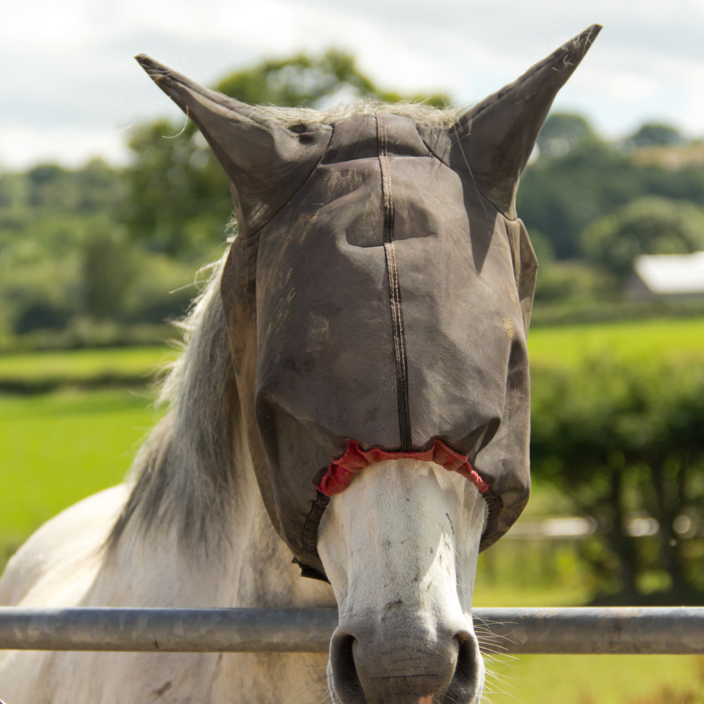 Keeping Horses Bug-Free: Effective Strategies and Best Practices