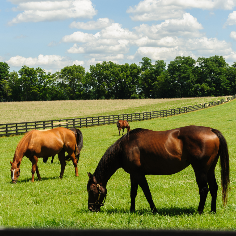 Rethinking Horse Racing: A Case for Ending the Sport and Promoting Alternative Activities