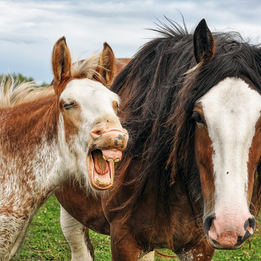 Hilarious Horse Jokes for Equine Enthusiasts