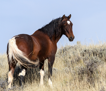 Selecting Canvas Art Horse Designs