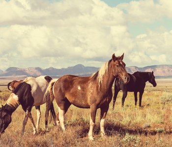 How Do Mustangs Compare To Other Breeds?