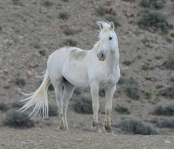 Ways To Save Wild Horses From Complete Extinction and Removal By the Bureau of Land Management and Local Ranchers