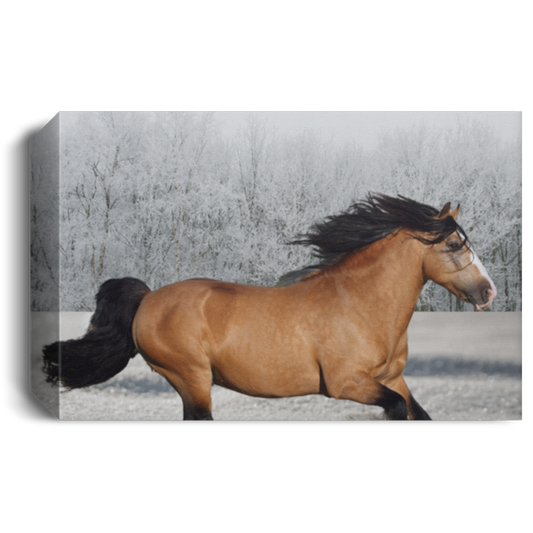 Gypsy Running in Snow Canvas Print - MyAllOutHorses